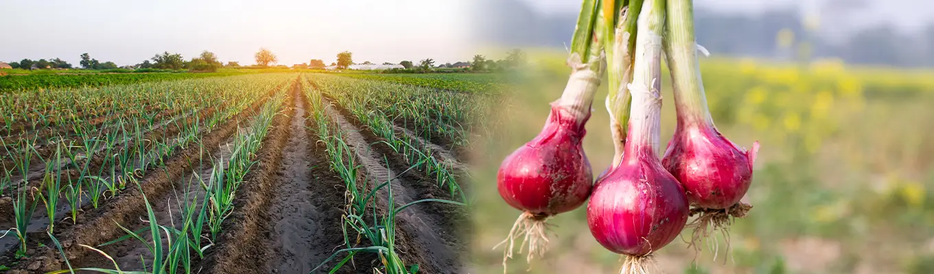 Garlic-onion-Banner.webp