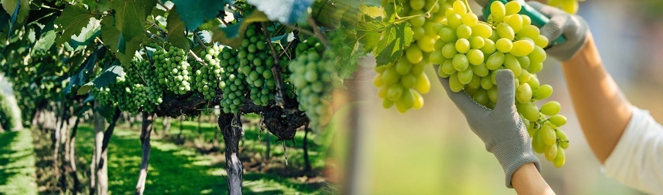 Grapes-Banner.jpg