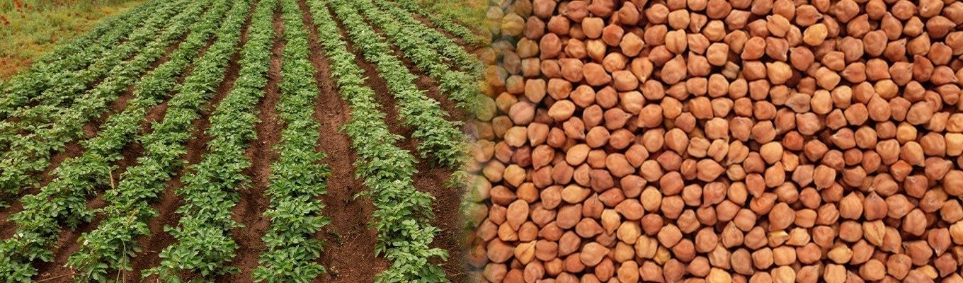Lentils-Banner.jpg