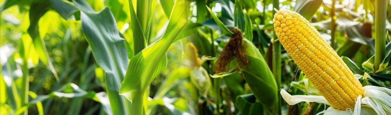 Maize-Banner.jpg