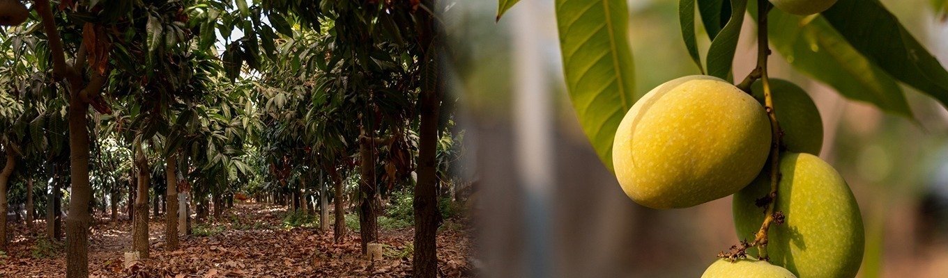 Mango-Banner.jpg