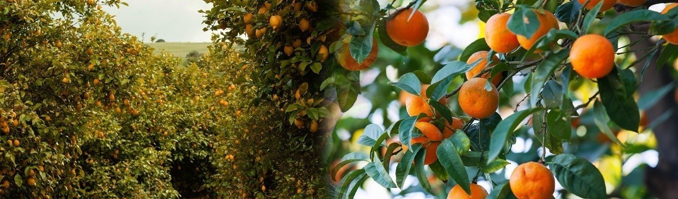 Orange-Banner.jpg