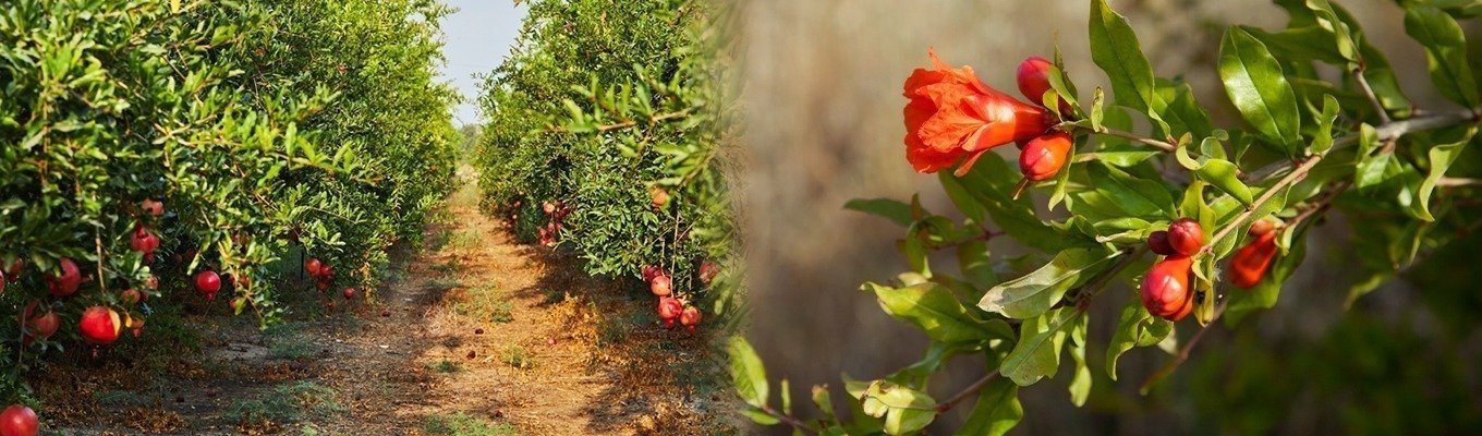 Pomegranate-Banner.jpg