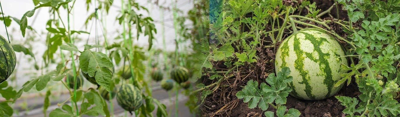 Watermelon-Banner.jpg