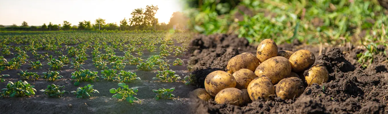 potato.webp