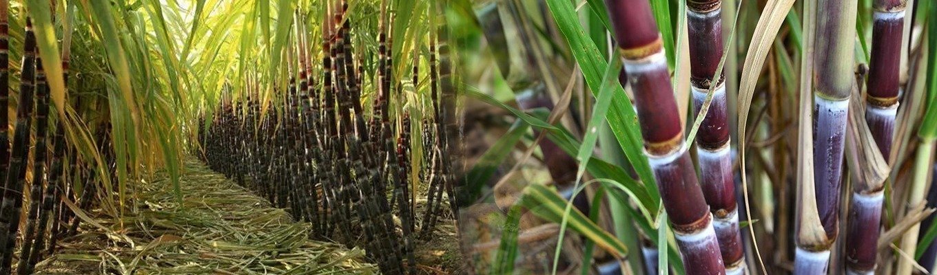 sugarcane-Banner.jpeg