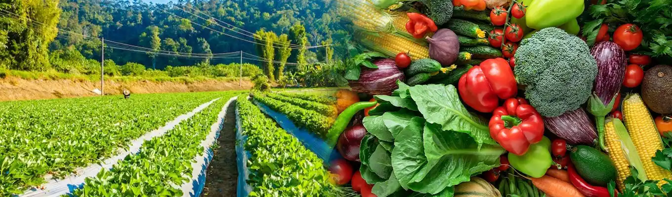 vegetables-banner.webp